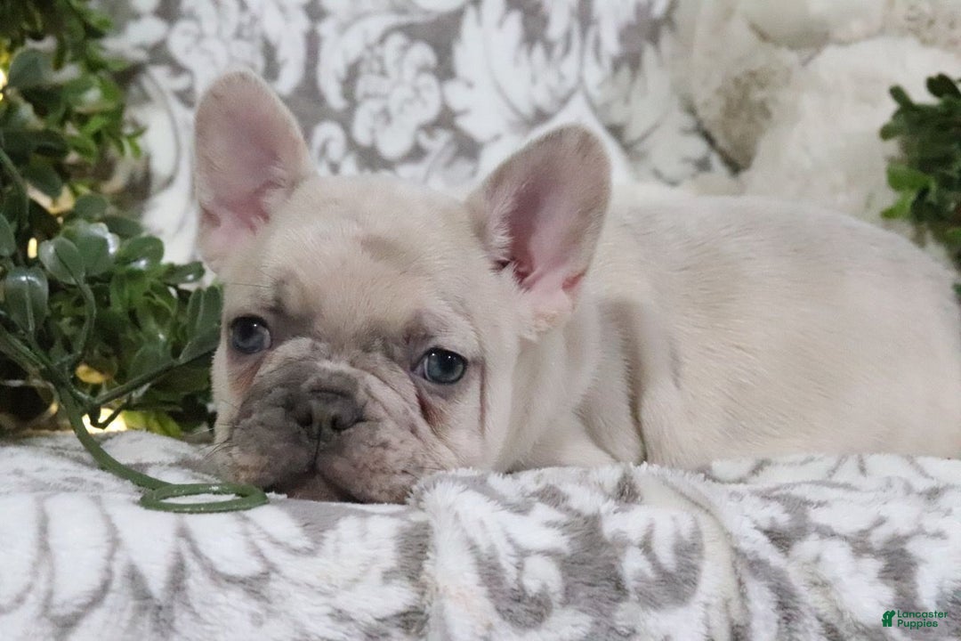 French Bulldog dogs for sale: Turbo - Ad 2