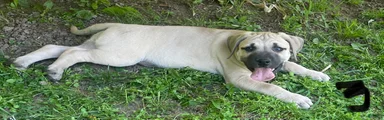 Mixed Breed Puppy 2