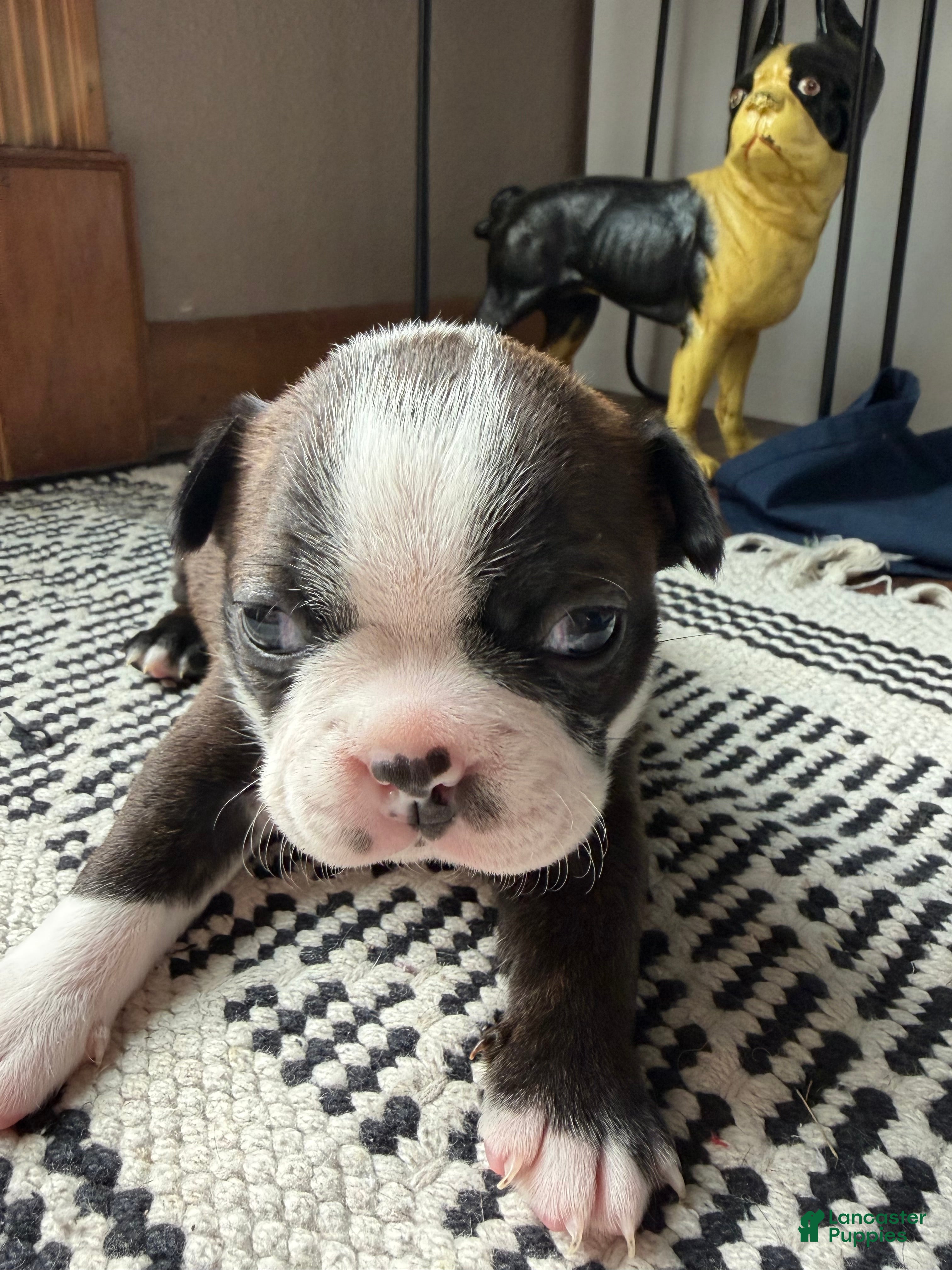 Boston Terrier dogs LuLu - Ad 33