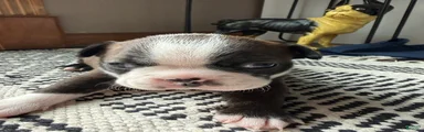 LuLu