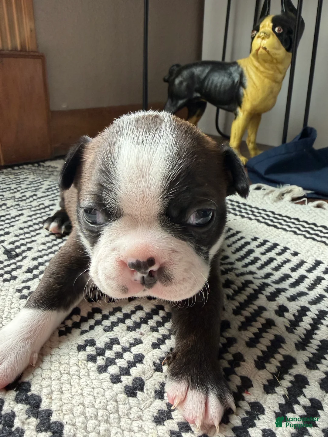 Boston Terrier dogs for sale: LuLu - Ad 1
