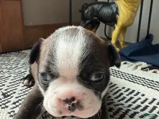 Boston Terrier dogs LuLu - Ad 25