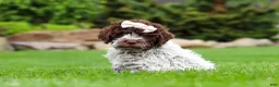 Lagotto Romagnolo dogs for sale: Layla - Ad 2