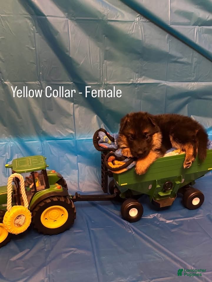 German Shepherd dogs Yellow collar (female) - Ad 1