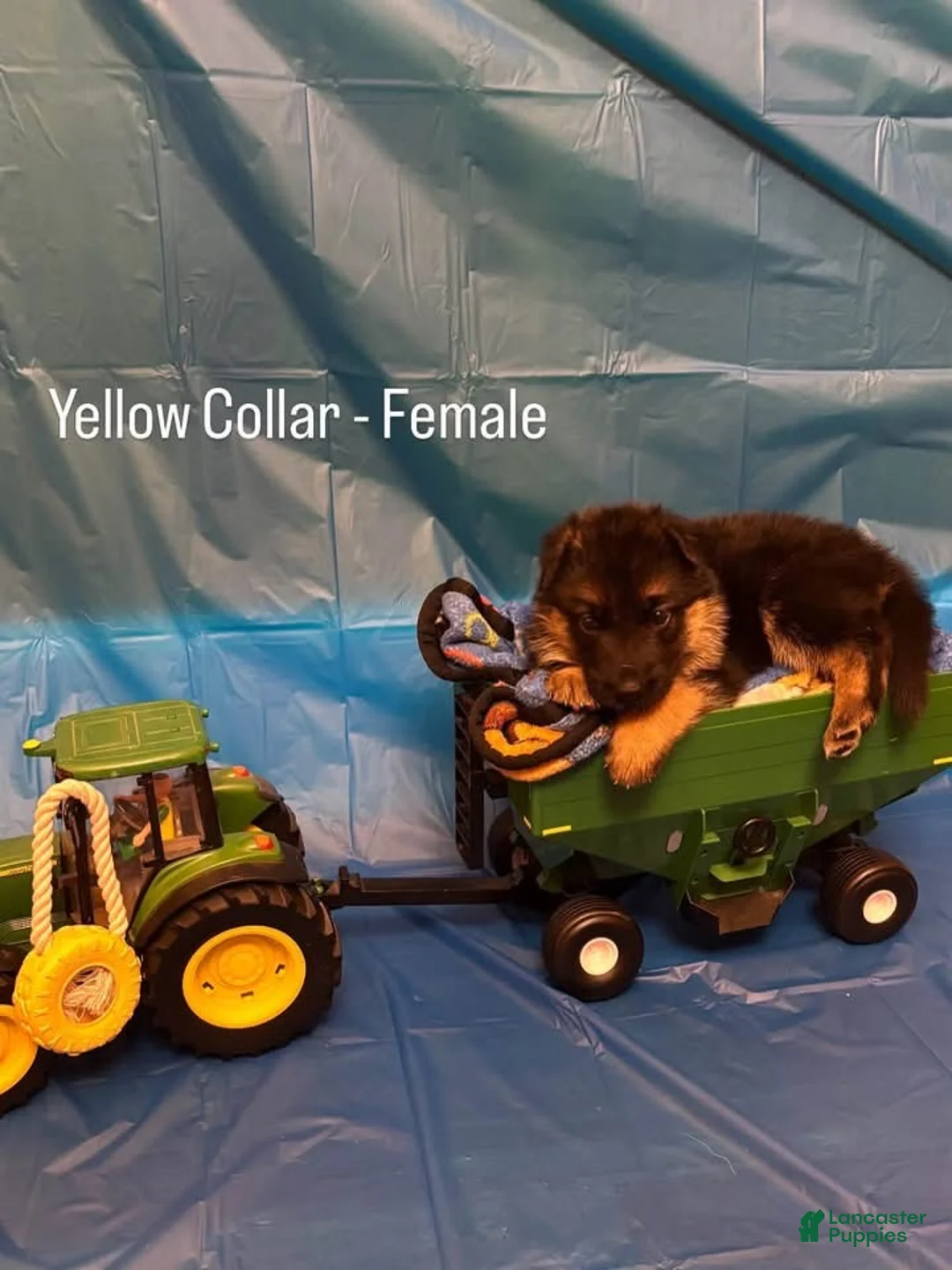 German Shepherd dogs for sale: Yellow collar (female) - Ad 1