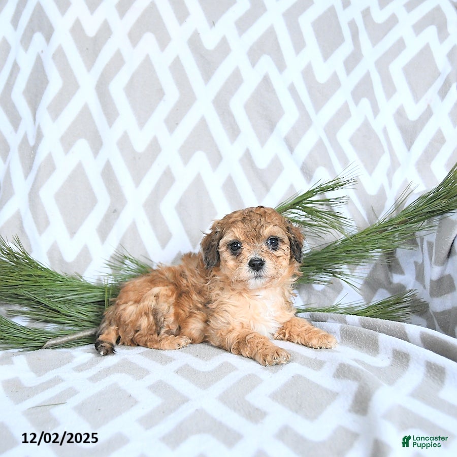 Maltipoo dogs Elf - Ad 37