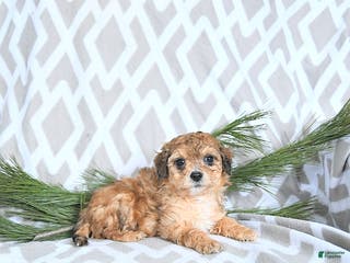 Maltipoo dogs Elf - Ad 40