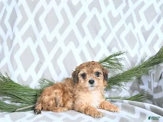 Maltipoo dogs Elf - Ad 31