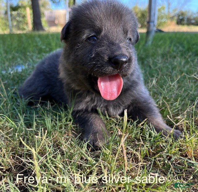 German Shepherd dogs Blue Silver Sable - Ad 33