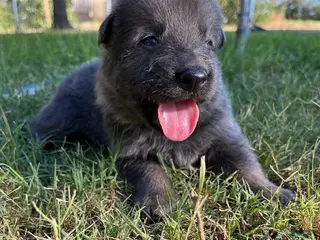 German Shepherd dogs Blue Silver Sable - Ad 33