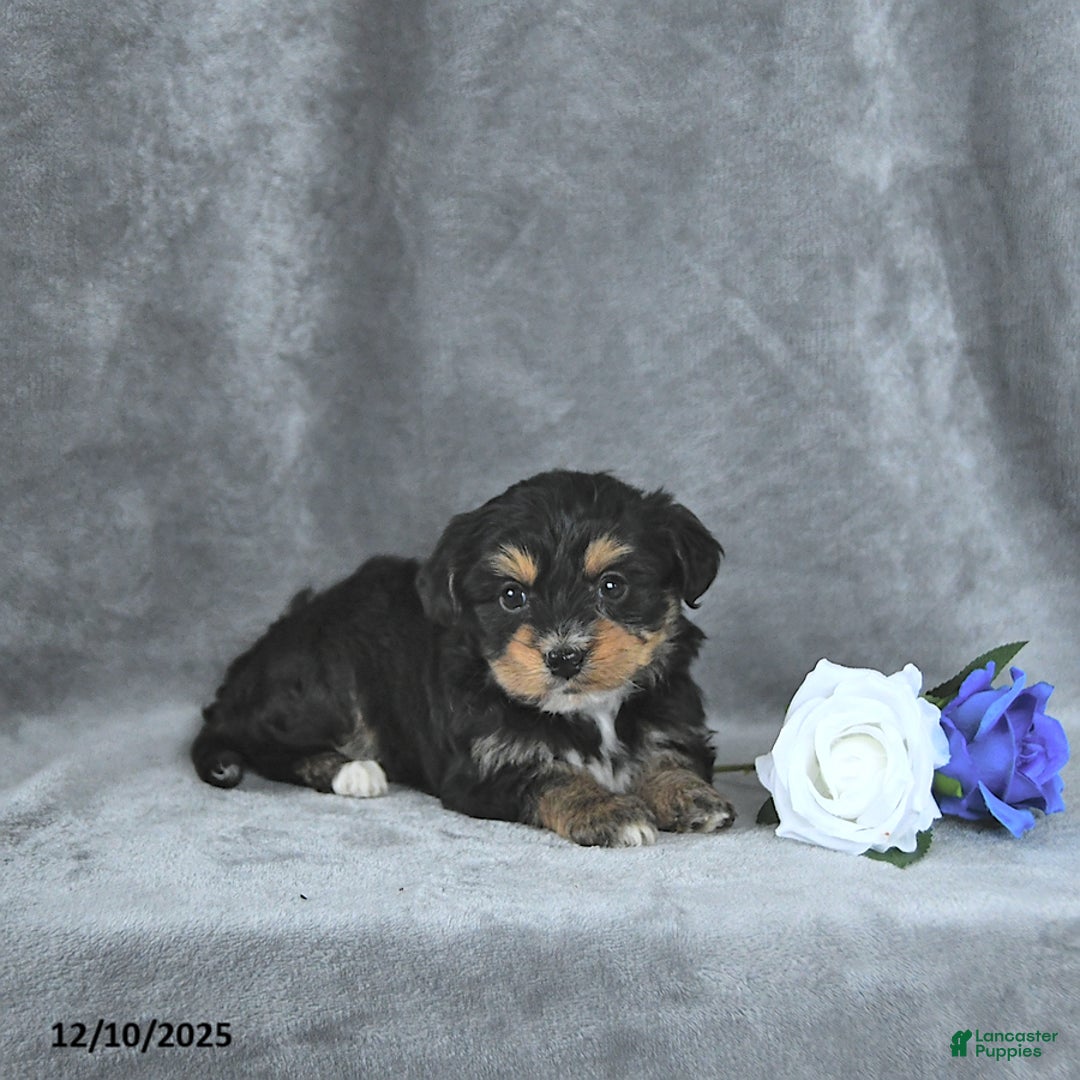Mixed Breed dogs for sale: Rudolph EXTRA SMALL - Ad 4