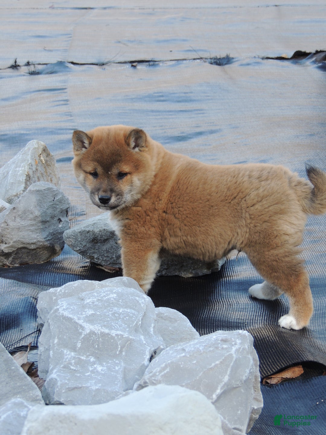 Shiba Inu dogs for sale: RYDER - Ad 9