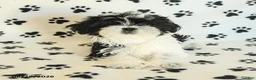 Shih Tzu dogs for sale: Crinkles - Ad 4