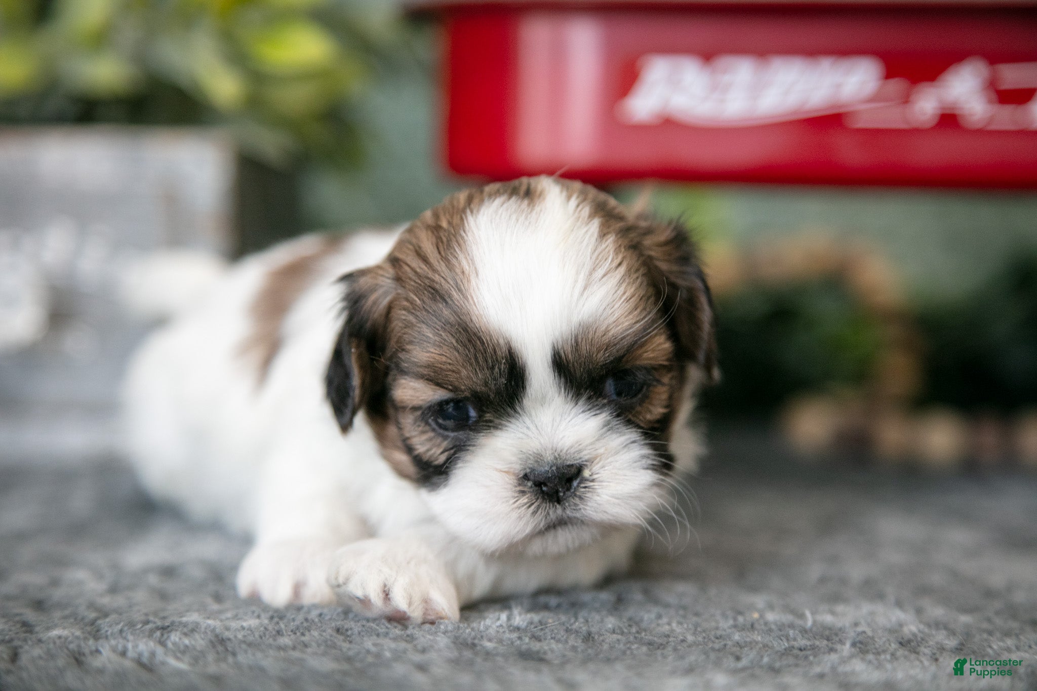 Shih Tzu dogs Rosie - Ad 2