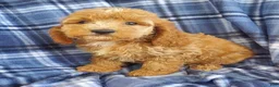Cockapoo dogs for sale: Atlas - Ad 5