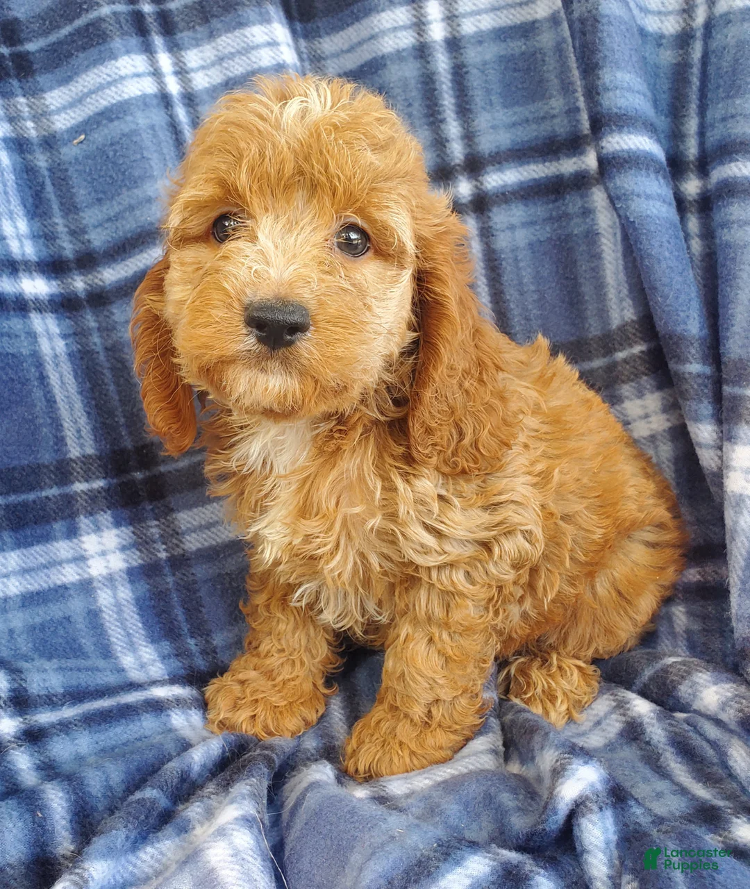 Cockapoo dogs for sale: Atlas - Ad 5