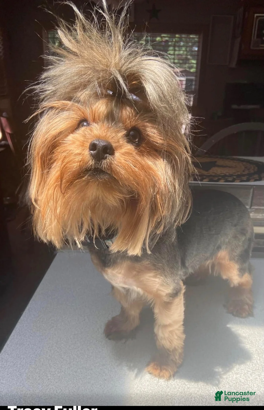 Yorkshire Terrier dogs for sale: Yorkshire Terrier 1 - Ad 3