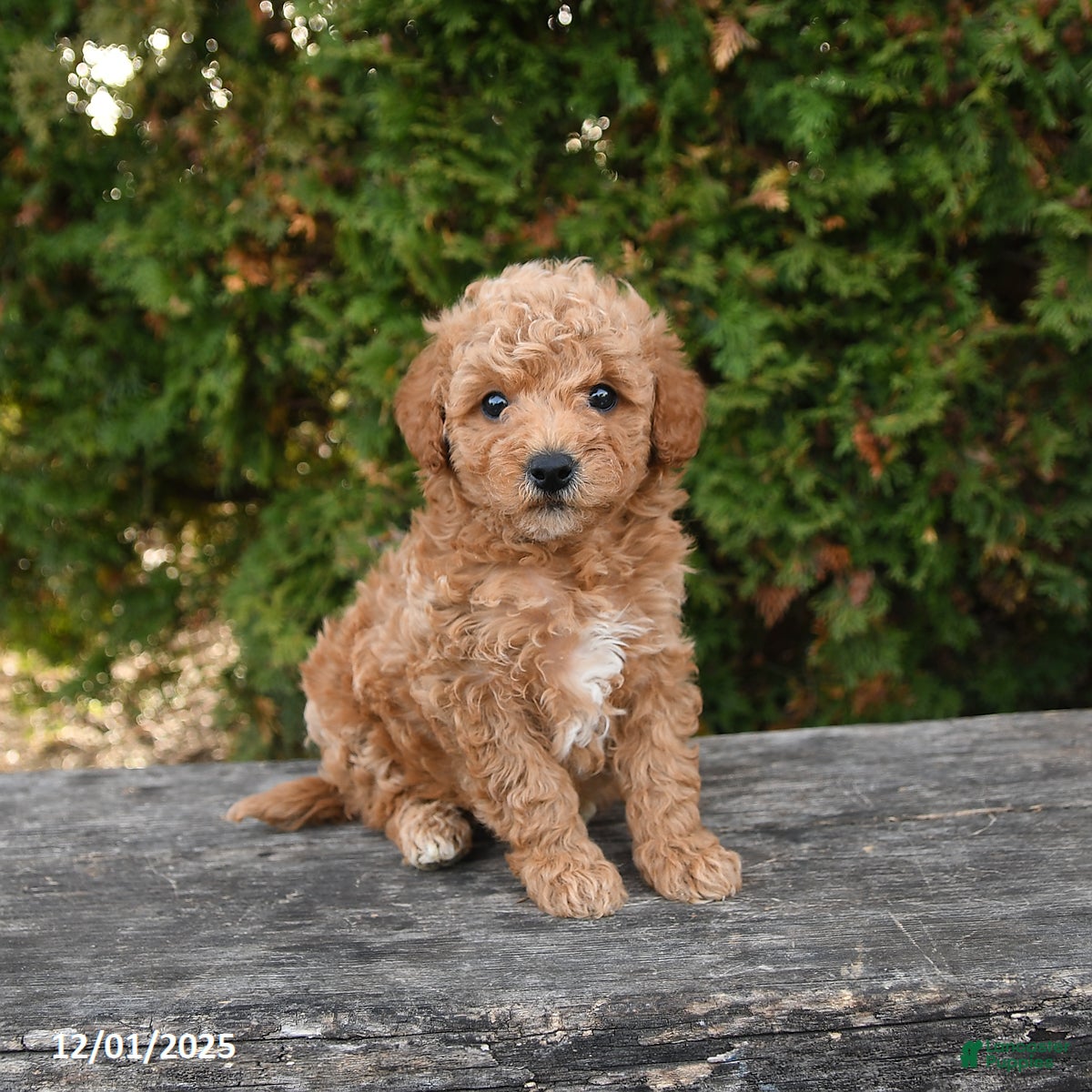 Mini Goldendoodle dogs Frank   - Ad 9