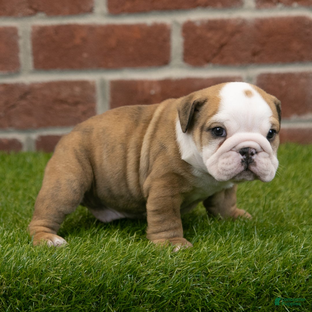 English Bulldog dogs for sale: Buster - Ad 2