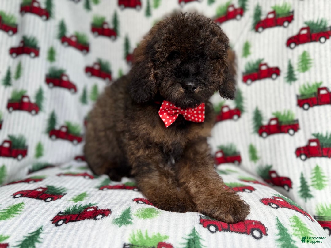 Cockapoo dogs for sale: Gunner - Ad 2