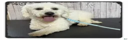 Teddy Bear dogs for sale: Wish Bear - Ad 7