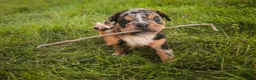 English Bulldog dogs for sale: Savannah English Bulldog  - Ad 6