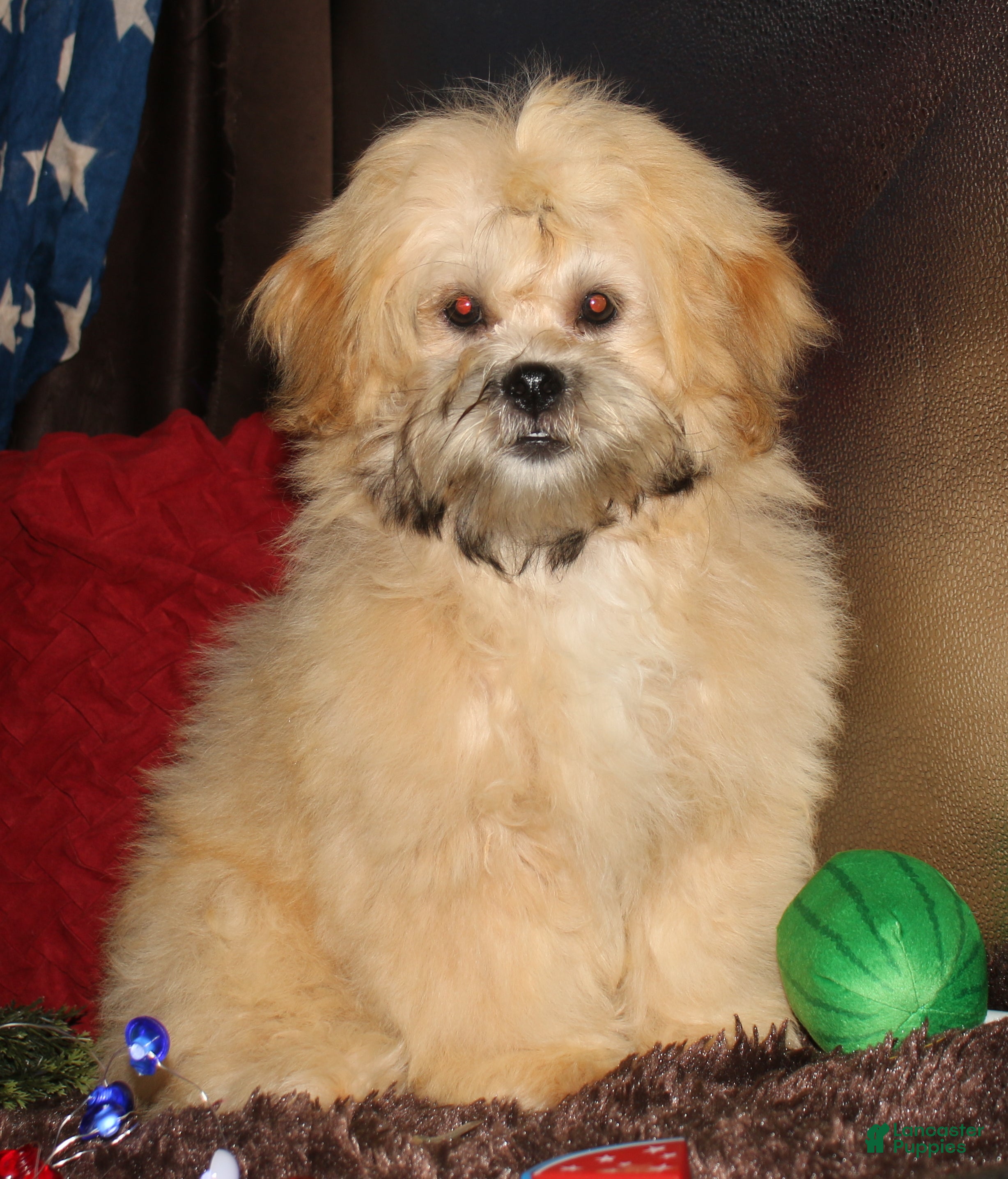 Shihpoo dogs Luke - Ad 2