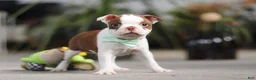 Boston Terrier dogs for sale: Shawn - Ad 5