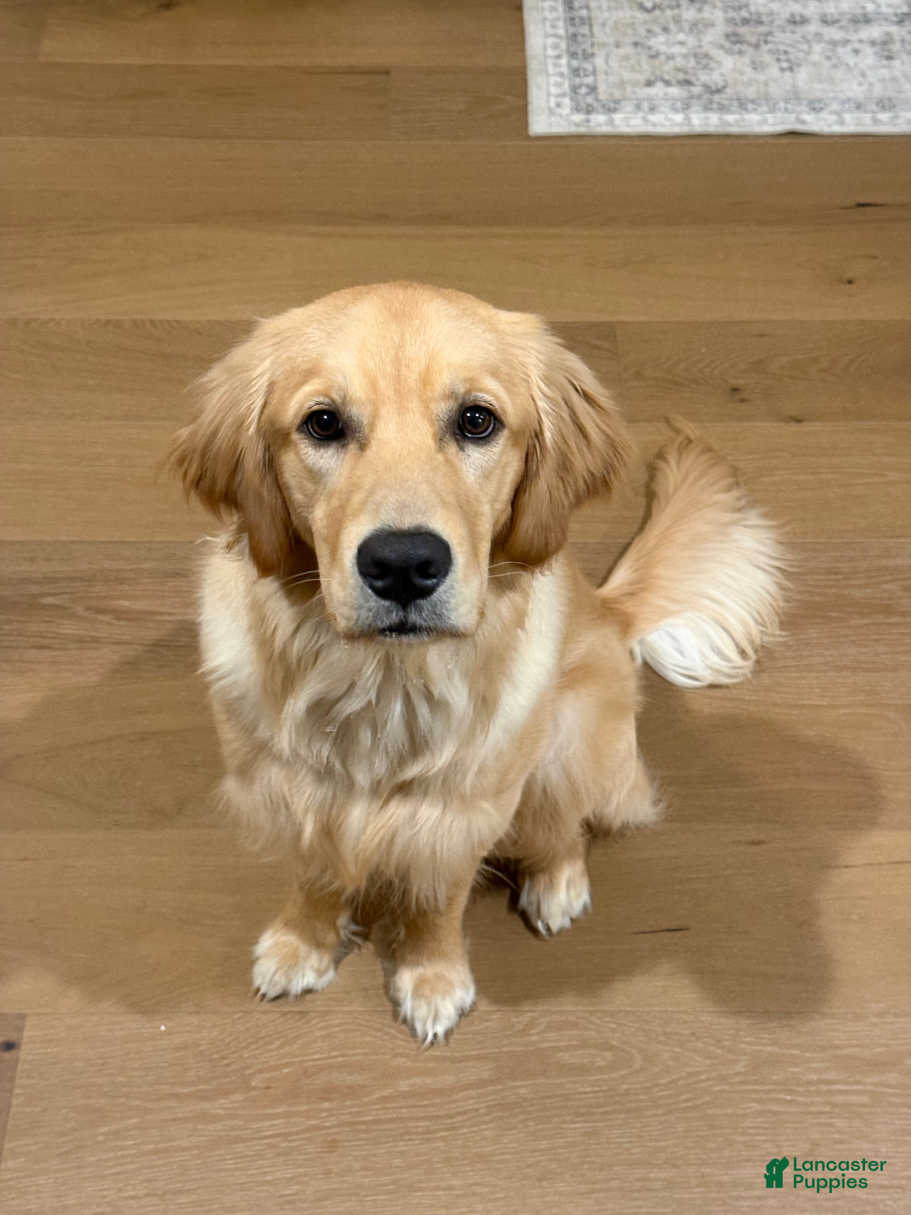 Golden Retriever dogs Golden Retriever 1 - Ad 16