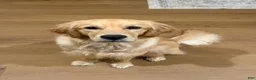 Golden Retriever dogs for sale: Golden Retriever 1 - Ad 1