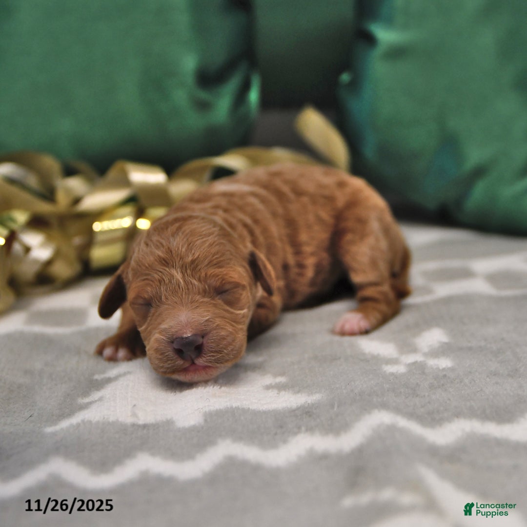 Mini Goldendoodle dogs for sale: Fern - Ad 2