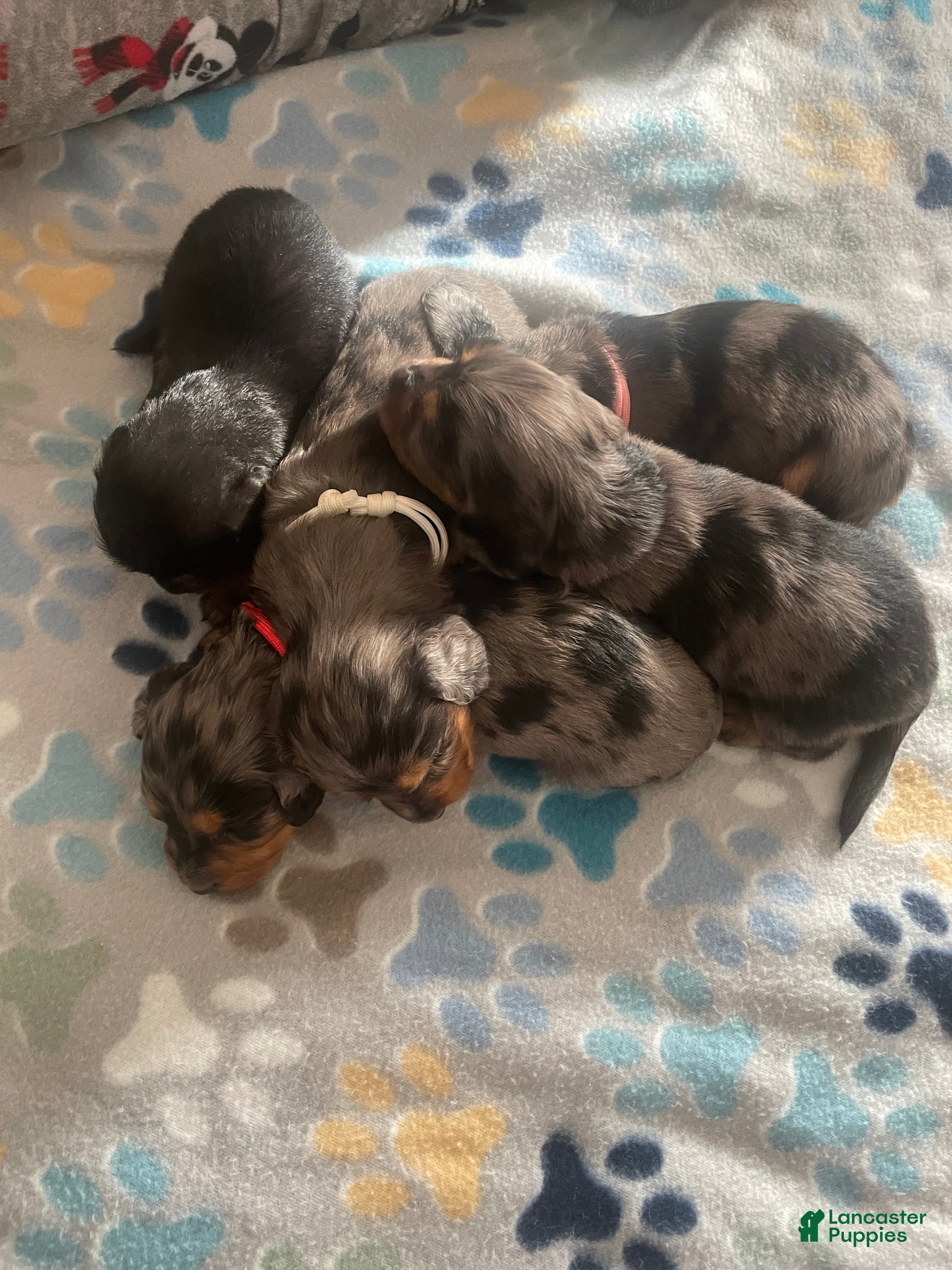 Dachshund dogs Dachshund Puppy 3 - Ad 18
