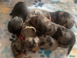 Dachshund dogs Dachshund Puppy 3 - Ad 18