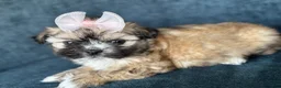 Shihpoo dogs for sale: Shihpoo 3 - Ad 2