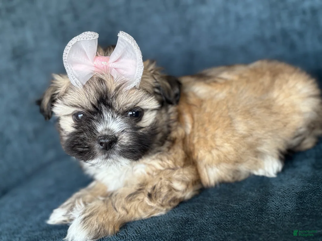 Shihpoo dogs for sale: Shihpoo 3 - Ad 2