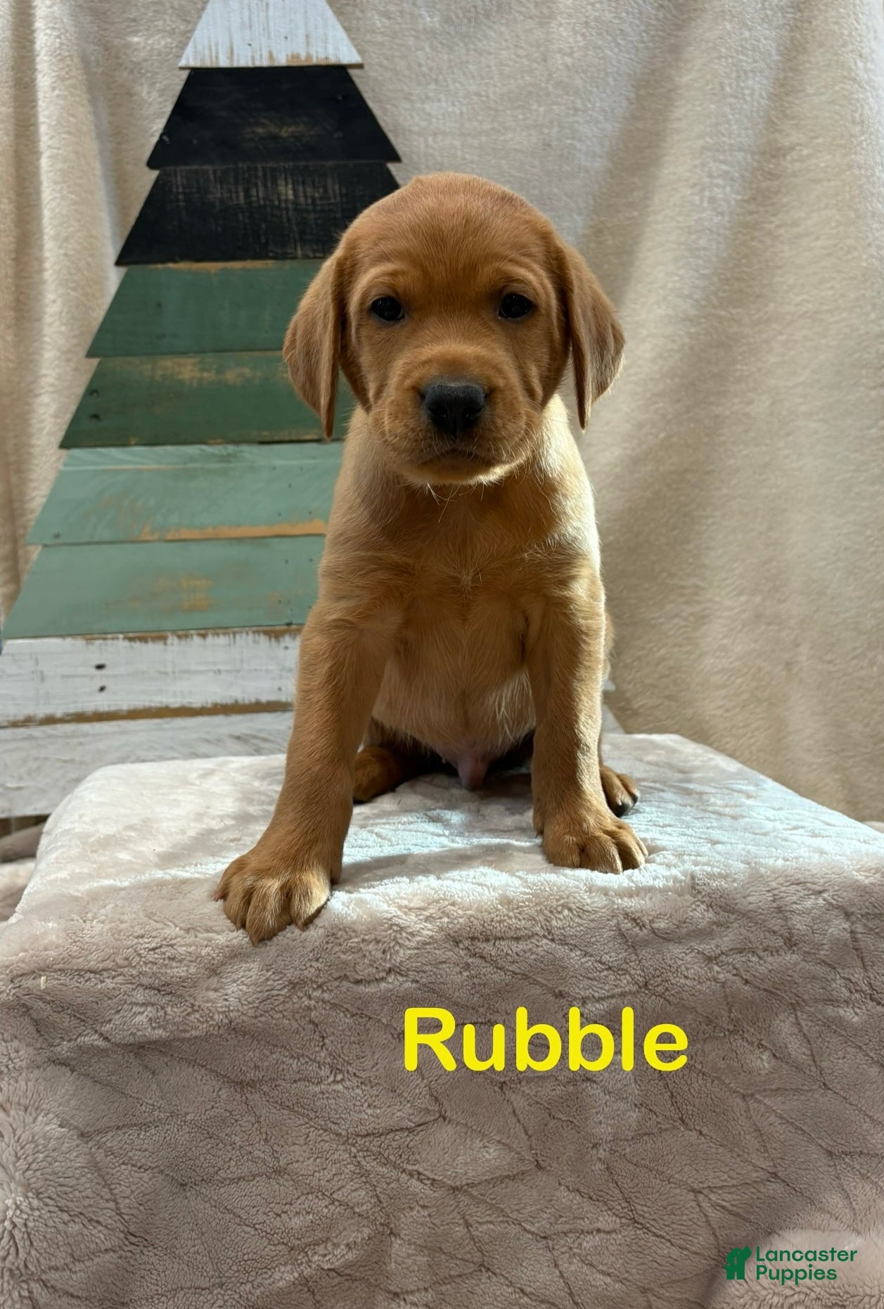 Labrador Retriever dogs Rubble - Ad 22