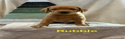 Labrador Retriever dogs for sale: Rubble - Ad 1