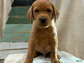 Labrador Retriever dogs Rubble - Ad 25