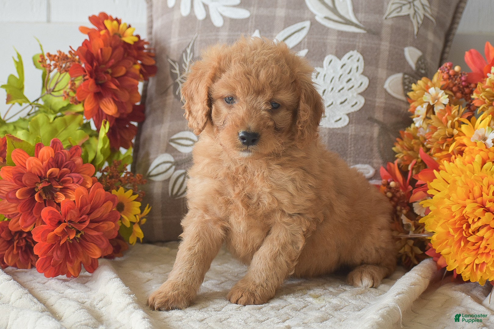Cavapoo dogs Rusty - Ad 24