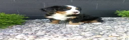Bernese Mountain Dog dogs for sale: Megan  - Ad 4
