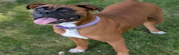 Boxer dogs for sale: Kip - Ad 12