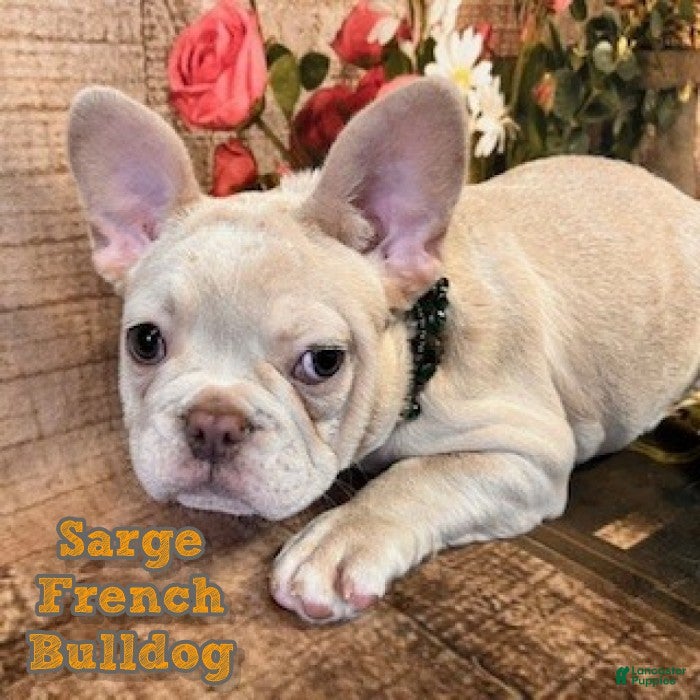 French Bulldog dogs for sale: Sarge - Ad 2
