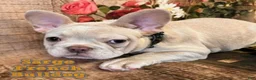 French Bulldog dogs for sale: Sarge - Ad 1