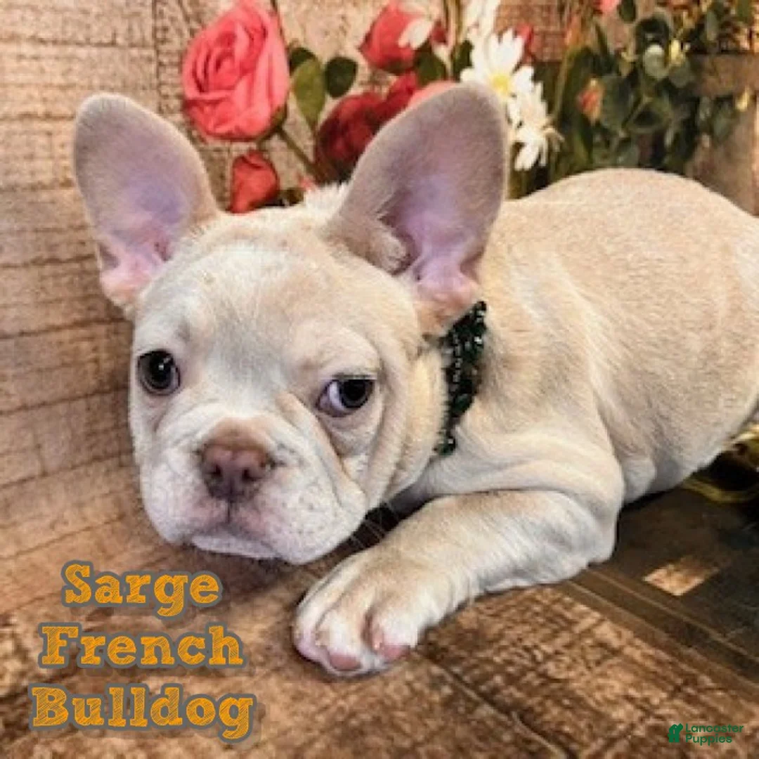 French Bulldog dogs for sale: Sarge - Ad 1