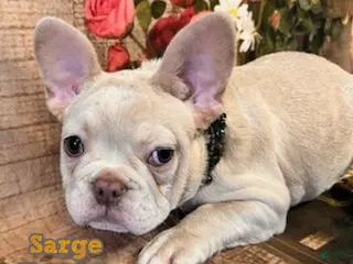 French Bulldog dogs for sale: Sarge - Ad 2