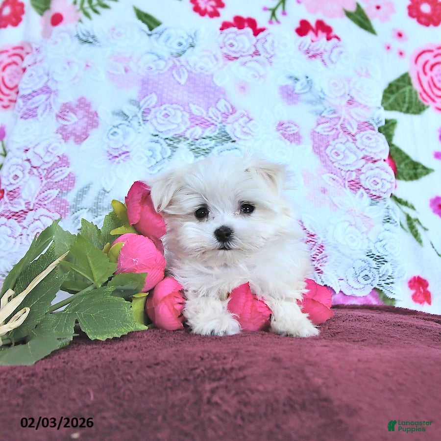 Maltese dogs Cupid EXTRA SMALL - Ad 2