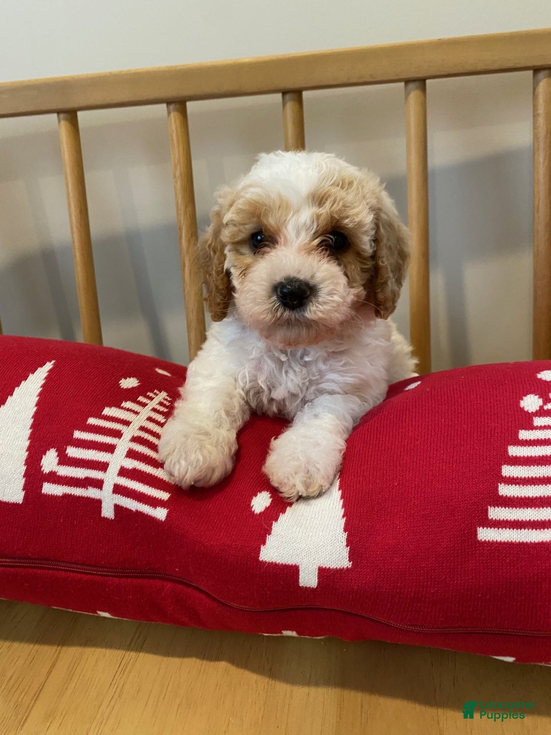 Cavapoo dogs for sale: Jack - Ad 3