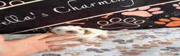 Basset Hound dogs for sale: Basset Hound 1 - Ad 3