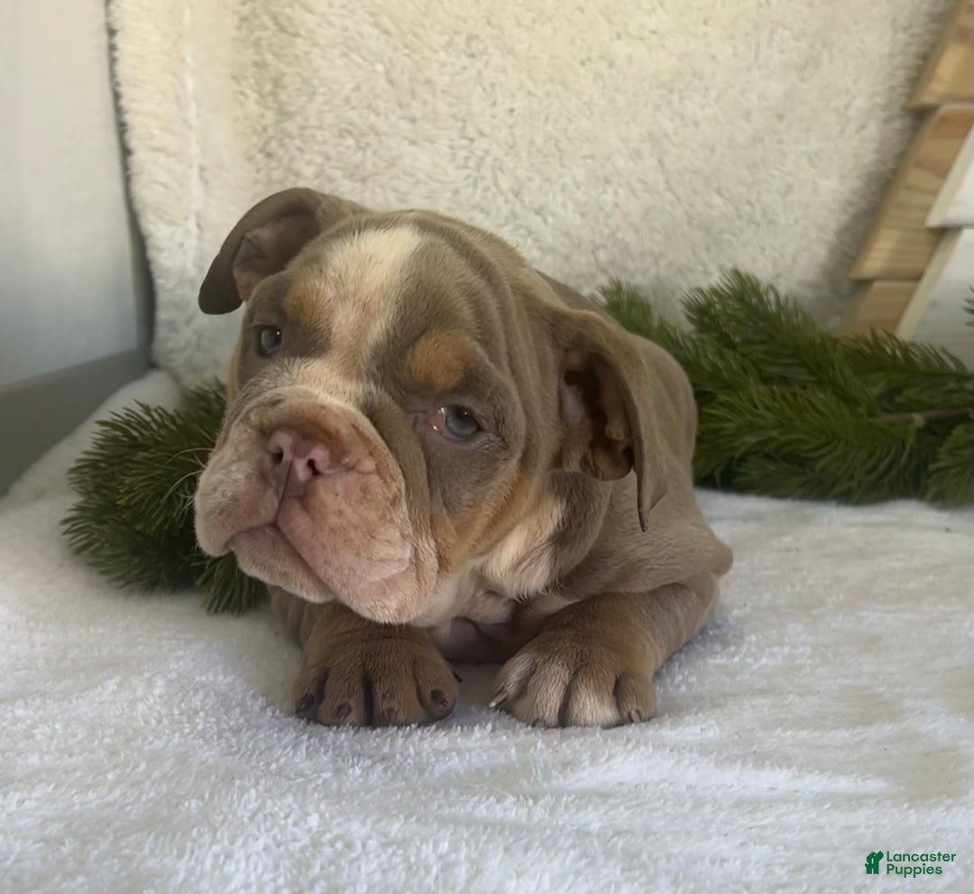 English Bulldog dogs for sale: Grace - Ad 5
