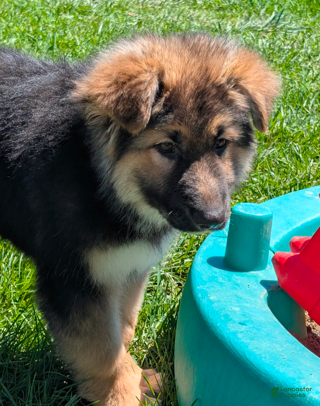 Mixed Breed dogs Hialeah  - Ad 1